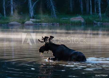 Bild på Bull Moose